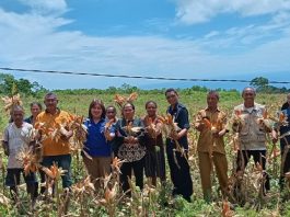 Yayasan TLM GMIT dan Dinas Pertanian Alor Panen Jagung Industri di Kecamatan Kabola Kepala Dinas Pertanian dan Perkebunan Kabupaten Alor Yustus Dopong Abora (tengah) dan Kepala Divisi Umum Yayasan TLM GMIT Martintje Djungu, mendampingi panen raya jagung industri di Desa Kopidil, Kecamatan Kabola, Selasa, (03/04/2023).