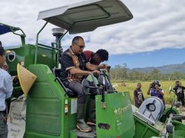 Bupati Alor Panen Raya Padi 141 Hektare dan Serahkan Alsintan ke Petani Desa Tanglapui Foto: Bupati Alor Iskandar Lakamau panen raya Padi 141 Hektare dan serahkan Alsintan ke Petani Desa Tanglapui, Senin (12/5). (Sumber: Bro Mike).