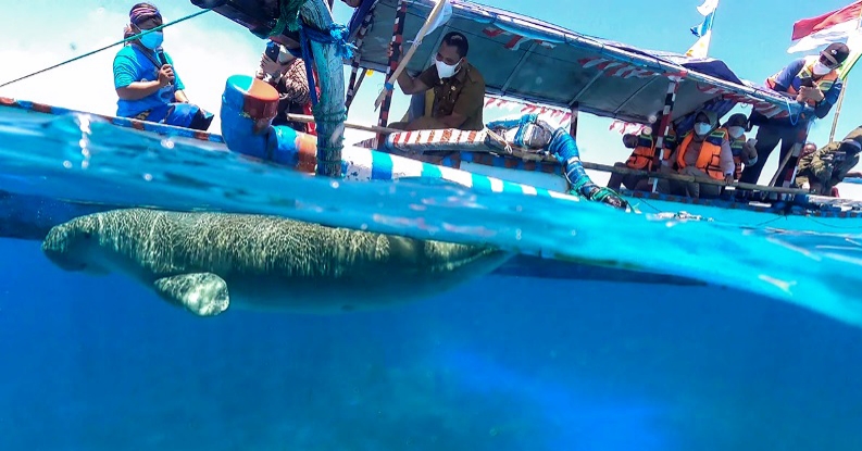 Wisatawan ramai memantau ikan Dugong di perairan laut Mali, Alor. (Foto: Turisian.com).
